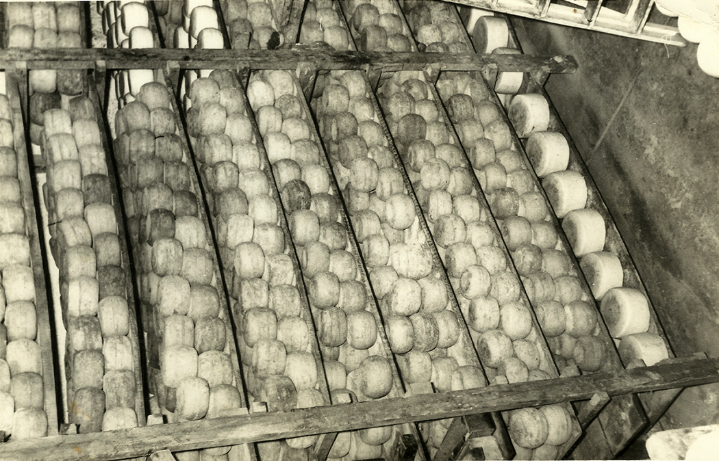 Cooperativa tamberos Carhue carhuepe